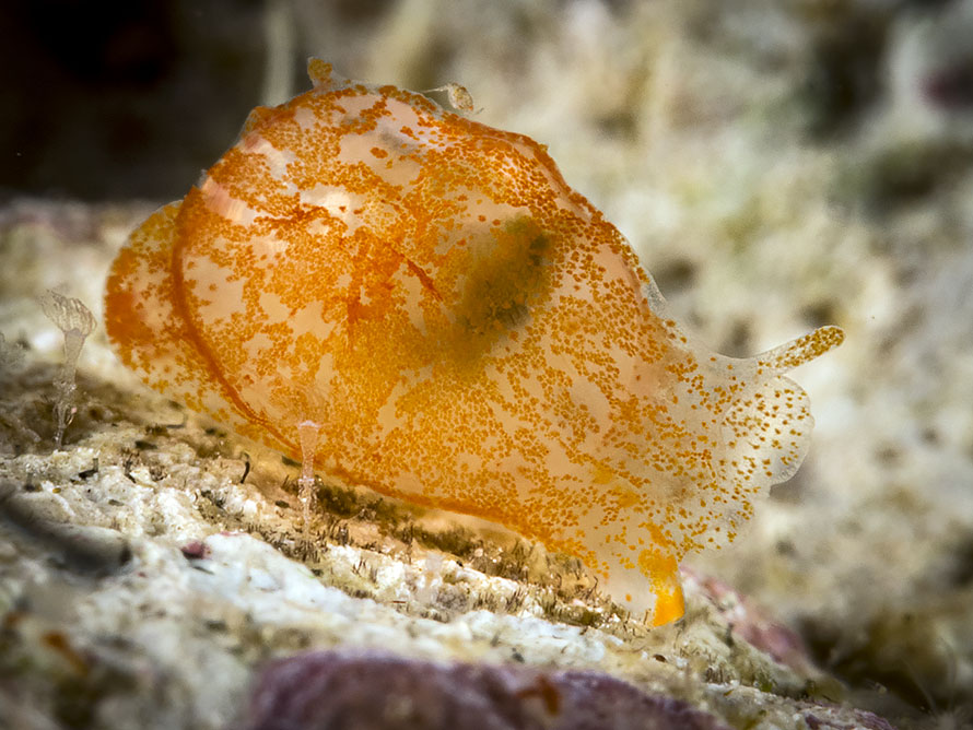 Galeommatidae 01